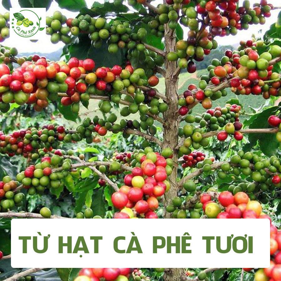 Cà Phê Xanh cty Thiên Nhiên Việt có gì khác so với các loại cà phê thông thường?