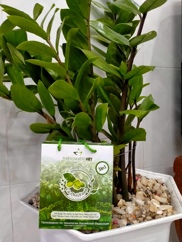 Cho bạn vóc dáng thon gọn với 2 gói cà phê Xanh mỗi ngày