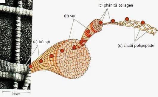 Sự thật về collagen của cốm Bách Hoa Tiên không phải ai cũng biết