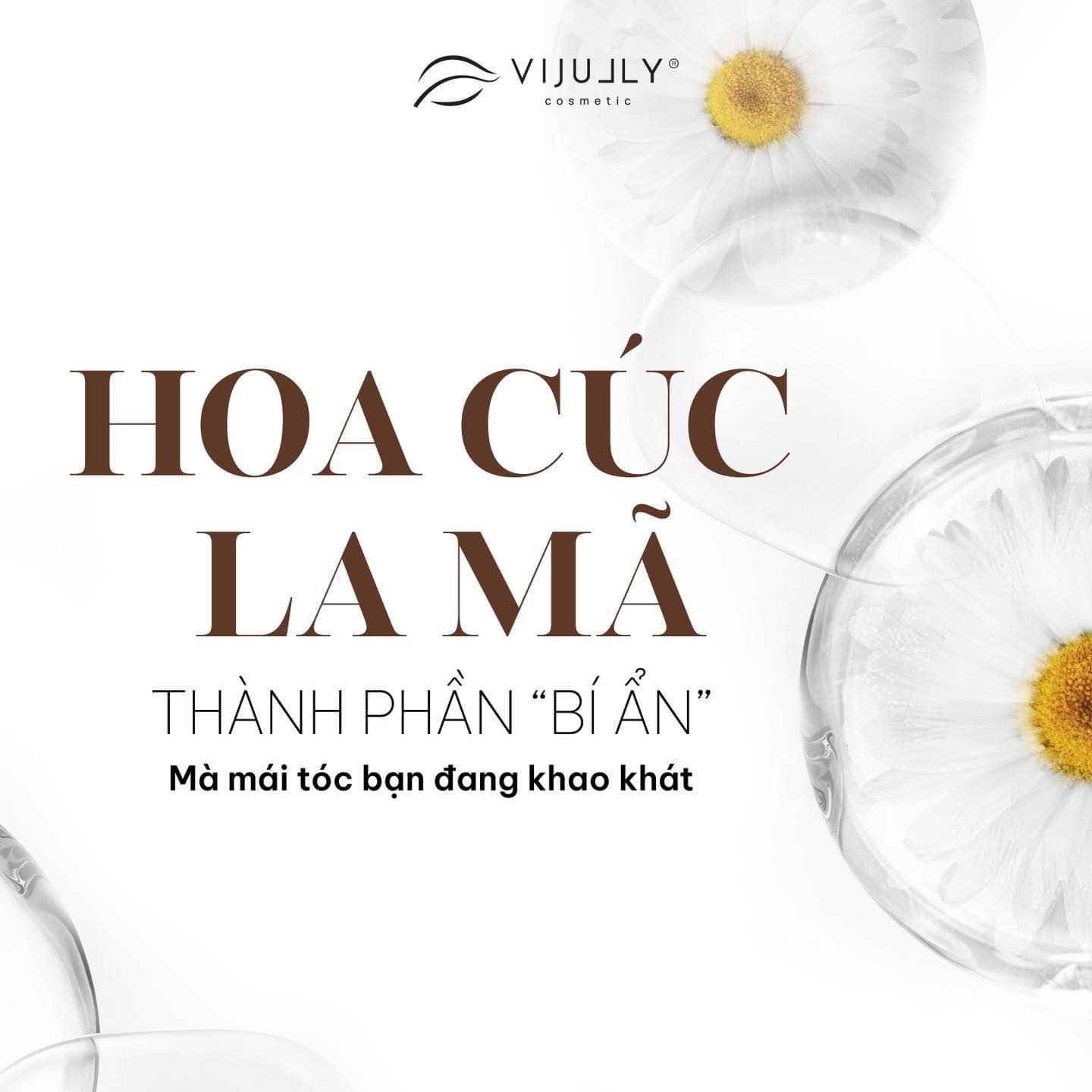 Hoa cúc la mã thành phần bí ẩn mà mái tóc của bạn đang khao khát